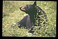 10010-00363-Black Bear.jpg