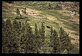 10010-00367-Black Bear.jpg