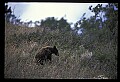 10010-00368-Black Bear.jpg