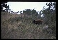 10010-00369-Black Bear.jpg