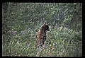 10010-00370-Black Bear.jpg