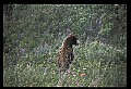 10010-00371-Black Bear.jpg