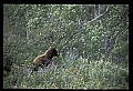 10010-00372-Black Bear.jpg
