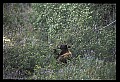 10010-00374-Black Bear.jpg