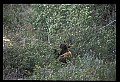10010-00375-Black Bear.jpg