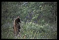 10010-00376-Black Bear.jpg