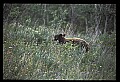10010-00377-Black Bear.jpg