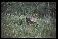 10010-00378-Black Bear.jpg