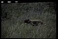 10010-00379-Black Bear.jpg