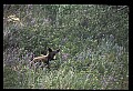 10010-00380-Black Bear.jpg