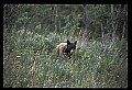 10010-00381-Black Bear.jpg