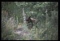 10010-00382-Black Bear.jpg