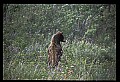 10010-00383-Black Bear.jpg