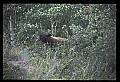 10010-00384-Black Bear.jpg