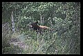 10010-00385-Black Bear.jpg