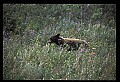 10010-00386-Black Bear.jpg