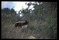 10010-00387-Black Bear.jpg