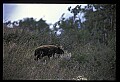 10010-00388-Black Bear.jpg