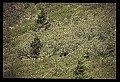 10010-00389-Black Bear.jpg