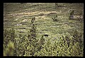 10010-00390-Black Bear.jpg