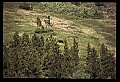 10010-00391-Black Bear.jpg