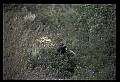 10010-00392-Black Bear.jpg