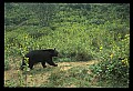 10010-00396-Black Bear.jpg