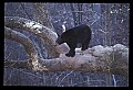 10010-00407-Black Bear.jpg