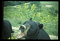 10010-00409-Black Bear.jpg