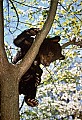 1 cub in dogwood.jpg