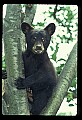 10011-00005-Black Bear Cubs-Ursus americanus.jpg