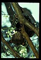 10011-00012-Black Bear Cubs-Ursus americanus.jpg