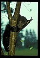 10011-00013-Black Bear Cubs-Ursus americanus.jpg