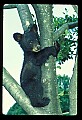 10011-00015-Black Bear Cubs-Ursus americanus.jpg