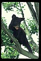 10011-00022-Black Bear Cubs-Ursus americanus.jpg