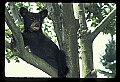 10011-00029-Black Bear Cubs-Ursus americanus.jpg
