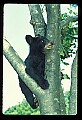 10011-00043-Black Bear Cubs-Ursus americanus.jpg