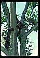 10011-00060-Black Bear Cubs-Ursus americanus.jpg