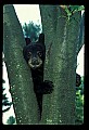 10011-00062-Black Bear Cubs-Ursus americanus.jpg