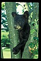10011-00065-Black Bear Cubs-Ursus americanus.jpg