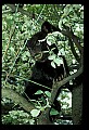10011-00076-Black Bear Cubs-Ursus americanus.jpg