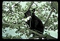 10011-00116-Black Bear Cubs-Ursus americanus.jpg