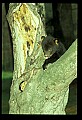 10011-00129-Black Bear Cubs-Ursus americanus.jpg