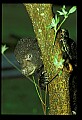 10011-00135-Black Bear Cubs-Ursus americanus.jpg