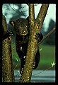 10011-00162-Black Bear Cubs-Ursus americanus.jpg