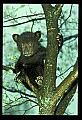 10011-00169-Black Bear Cubs-Ursus americanus.jpg