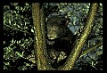 10011-00178-Black Bear Cubs-Ursus americanus.jpg