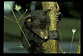 10011-00179-Black Bear Cubs-Ursus americanus.jpg