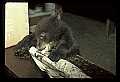 10011-00199-Black Bear Cubs-Ursus americanus.jpg
