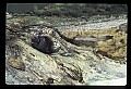 10011-00227-Black Bear Cubs-Ursus americanus.jpg
